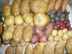 Chef Potatoes, Sweet Potatoes, Red A’s, Red B’s, White B’s, Fingerlings, Purple Potatoes, Idaho Baking Potatoes 40ct-50ct-60ct-70ct-80ct-90ct-100ct-120ct.
